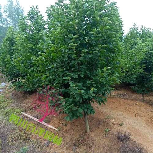 白玉兰图片