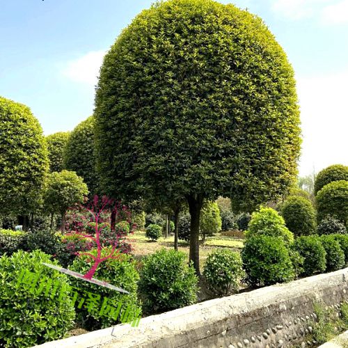 四川成都桂花图片