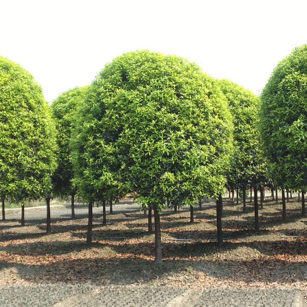 桂花基地