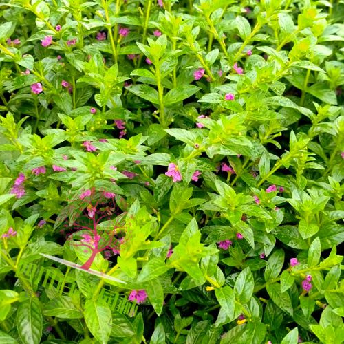 四川雪茄花