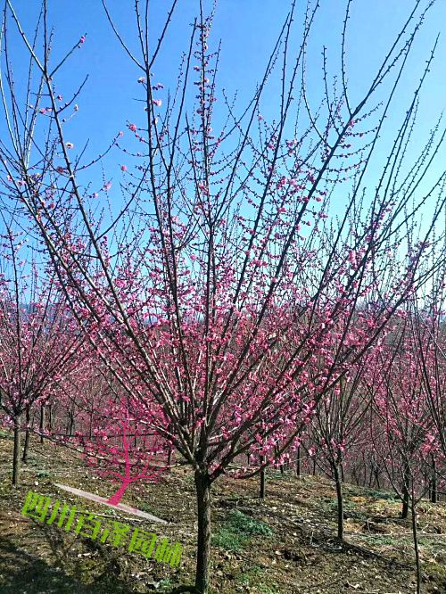 四川榆叶梅片