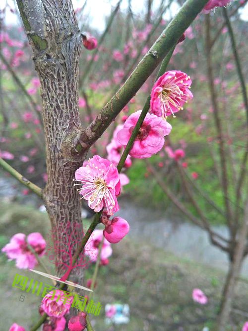 四川榆叶梅片