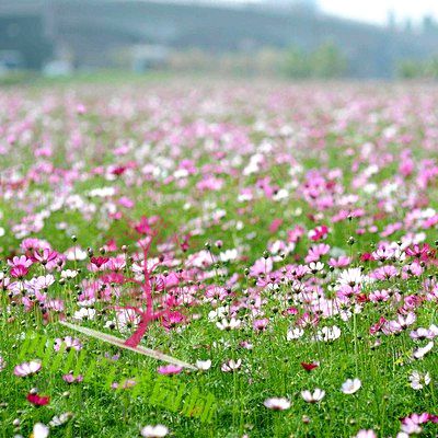 格桑花种子图片