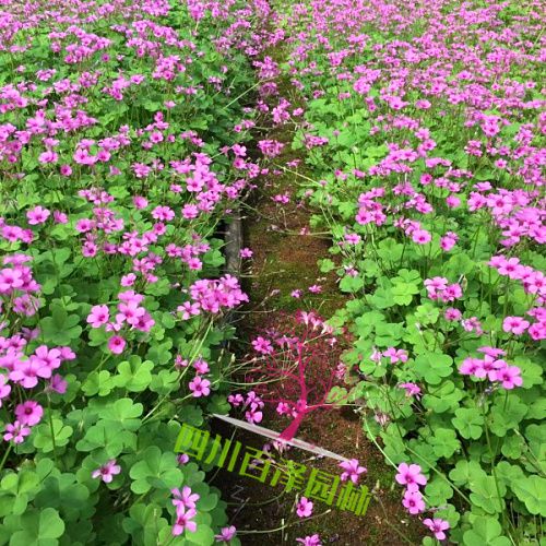 红花杂酱草花海图片