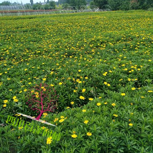 四川木春菊基地图片