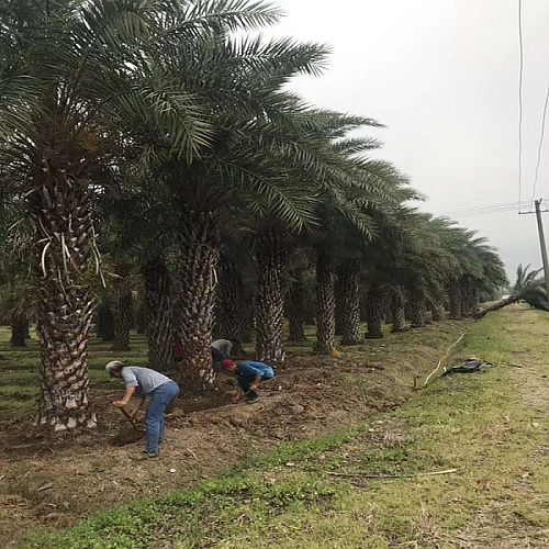 温江苗圃图片